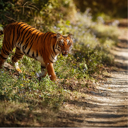 NGOs & Wildlife Conservation
